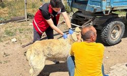Valilik köpek sahiplerini uyardı: Kayıt yaptırmayana 10 bin, ter edene 108 bin TL ceza