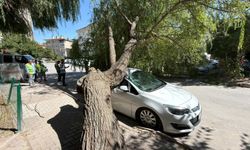 Niğde’de yaşandı, kökünden koptu, otomobilin üzerine devrildi!