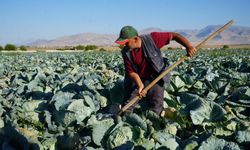 Niğde’de üreticilerin beyaz lahana hasat mesaisi başladı