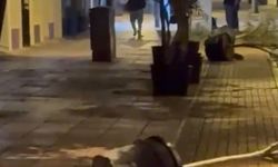 Yol kenarındaki saksıları devirerek yürüdü
