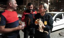 Aracın motorunda mahsur kalan yavru kediyi itfaiye kurtardı