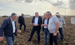 AK Parti Niğde Milletvekili Uzkurt, Karaatlı’da patates hasadına katıldı