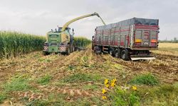 Niğde’de silajlık mısır hasadı yapıldı