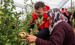 Niğde Valisi Akmeşe, Bademdere köyünde elma hasadına katıldı