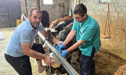 Şap aşısı mesaisi sürüyor