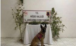 Niğde’de bir evde esrar ve kenevir ele geçirildi