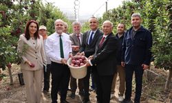 Üreten Üniversite NÖHÜ’de elma hasadı yapıldı