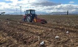 Niğde’de patates hastalığına karşı yerli çeşit çalışması