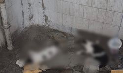 Niğde’de 5 kedi zehirlenmiş halde bulundu