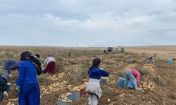 Niğde’de patates sezonu yüzleri güldürüyor
