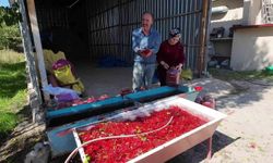 Yozgat'ta gilaburu meyvesinin hasadı başladı