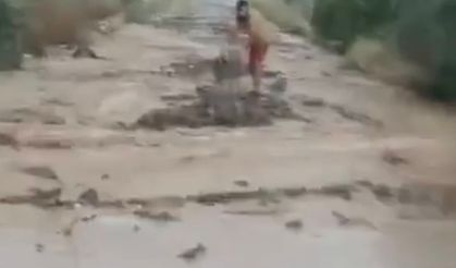 Sele kapılan koyunlar telef oldu