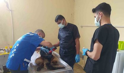 Polis Köpeği Gerçekleştirilen Operasyonla Kurtarıldı