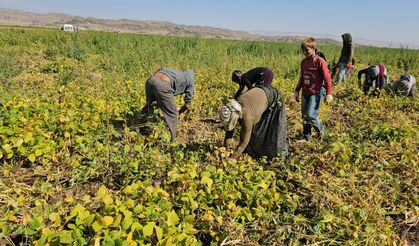 Adilcevaz’da fasulye hasadı başladı