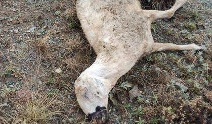 Kurt Saldırısı Sonucu 19 Koyun Telef Oldu