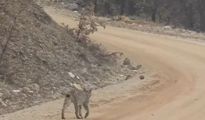 Tunceli’de kırmızı listedeki vaşak görüntülendi