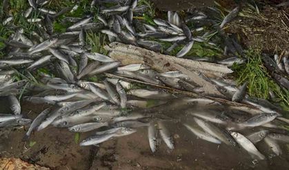 Devrilen tırdan karayoluna saçılan kilolarca balık telef oldu