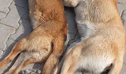 Kırşehir’de hayvan katliamı iddiası