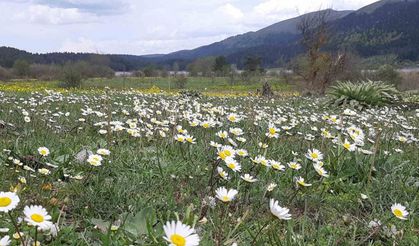 Rengarenk çiçekler göz kamaştırdı
