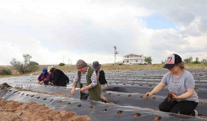 6 fideyle başladı, 60 bin fideye ulaştı