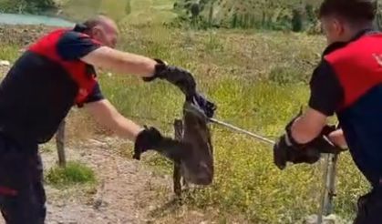 Yılan ve kene alarmı