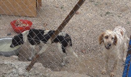 Gönüllüler hasta ve yaşlı sokak hayvanları için koruma alanı yaptı