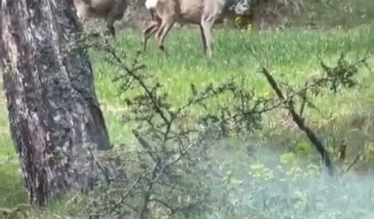 Ormanlık alanda karacalar görüntülendi