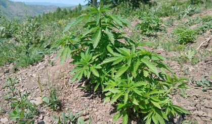 Tıbbi kenevir satışı serbestleşti