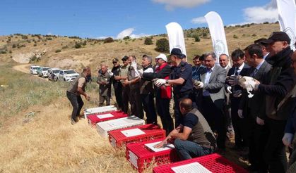 Kene savar keklikler doğaya salındı