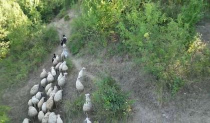 Kurdun koyunlara saldırısı dronla önlendi