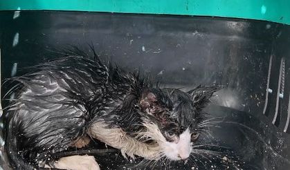 Su borusuna sıkışan yavru kedi için seferber oldular