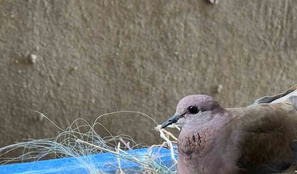 Pencerelerine yuva yapan kumruya gözleri gibi bakıyorlar