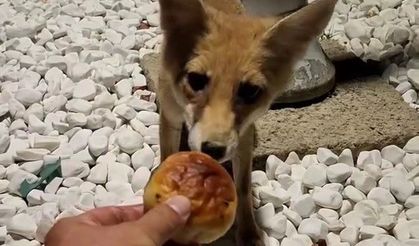 Aç kalan tilkiyi eliyle besledi