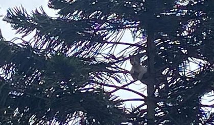 Ağaçta mahsur kalan kedi kurtarıldı