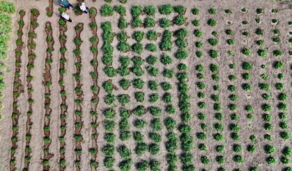 Hibeli sebze üretimi meyvesini verdi