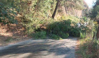 Devrilen ağaç yolu ulaşıma kapattı