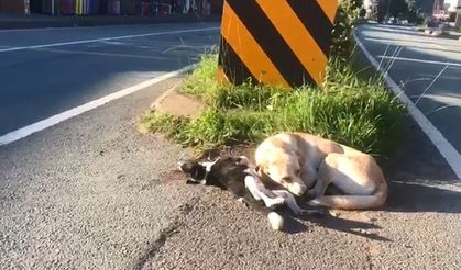 Anne köpek telef olan yavrusunun başından ayrılmadı