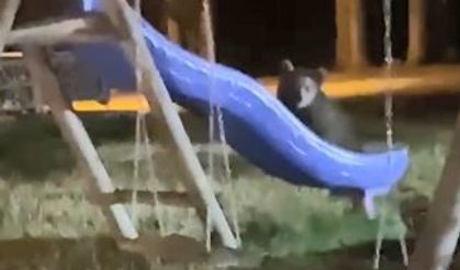 Yavru ayıların kaydırak merakı