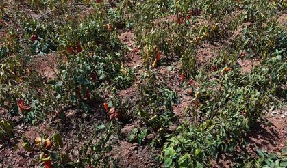 Aşırı sıcaklar tarladaki biberi yaktı