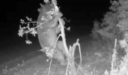 Ayı girdiği bahçede meyve için ağacı talan etti