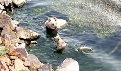 Ayılar kendilerini Nemrut’un serin sularına attı