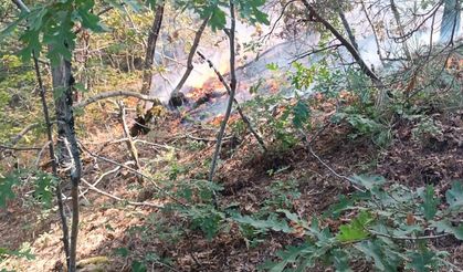 Çıkan orman yangını büyümeden kontrol altına alındı