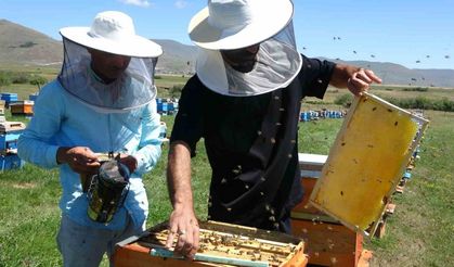 Hasadı başladı; kilosu 1500 TL’den satılıyor