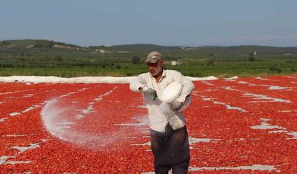 Domates kurutma alanlarında görsel şölen