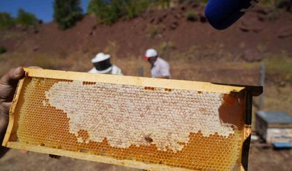 Kayıtlı arıcılık işletme sayısı bin 92 oldu