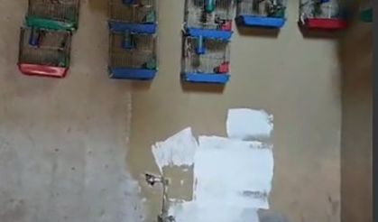 Evinde saka kuşu bulunan şahsa 151 bin 200 lira para cezası