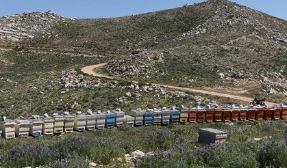 Gazipaşa’da 36 arı kovanı çalındı