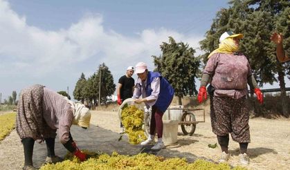 Gönüllü gençler üzüm kesti, üretimi yerinde öğrendi