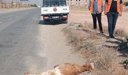 Kamyonetin çarptığı buzağı telef oldu