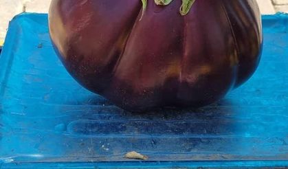 Karpuz gibi patlıcan